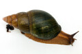 Achatina schweinfurthi simulans Congo adult